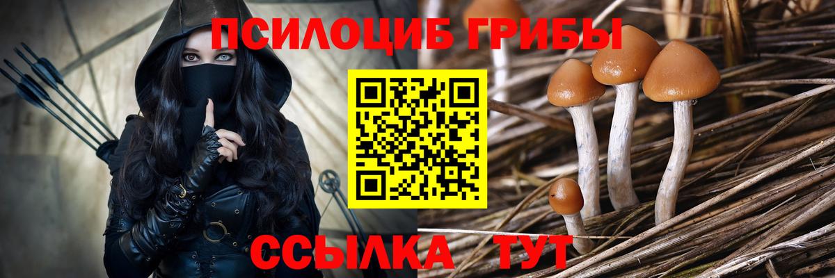 Галлюциногенные грибы Psilocybe  Вход с VPN  Сухой Лог 